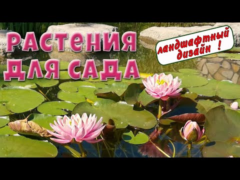 Видео: Ландшафтный дизайн🌸Красивые растения для сада🌸