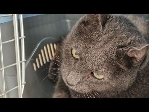 Видео: Кот плакал от боли в ушах и бился головой | Но в Яровом нет ветеринара | Выезжаем ночью спасать кота