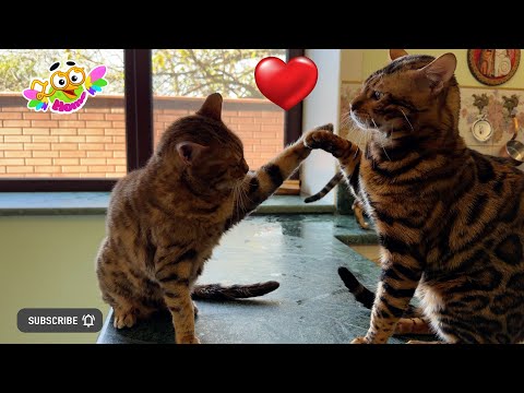 Видео: This is what cat love looks like. Вот так выглядит кошачья любовь.