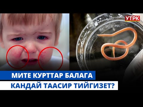 Видео: Мите курттар балага кандай таасир тийгизет? | "БӨБӨК" КӨРСӨТҮҮСҮ