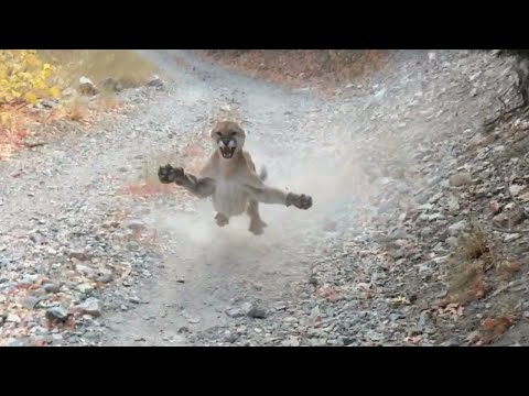 Видео: ПУМА В ДЕЛЕ... Пума против Медведя, Собаки, Рыси и Барсука!