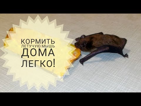 Видео: Кормить летучую мышь БЕЗ всяких "тараканов"?  Это сможет каждый!