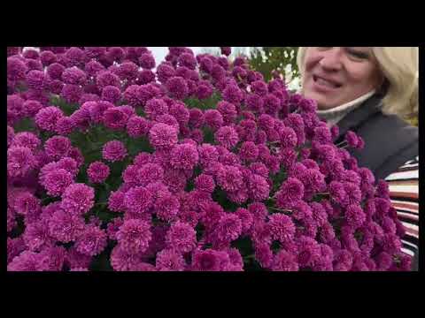 Видео: Яскраві квіти осені! Огляд пізніх сортів хризантем.
