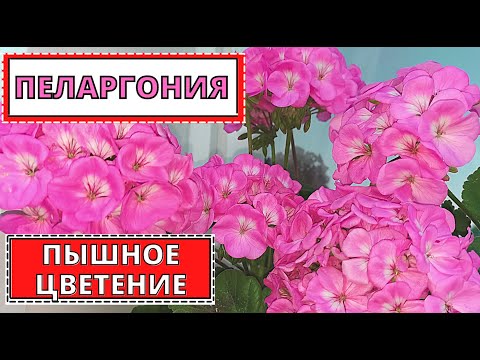 Видео: ПЕЛАРГОНИЯ - как добиться пышного цветения. Мои советы по уходу