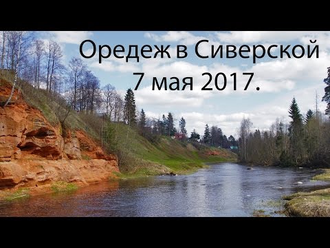 Видео: Оредеж в Сиверском (около Кезевской дороги),7 мая 2017.