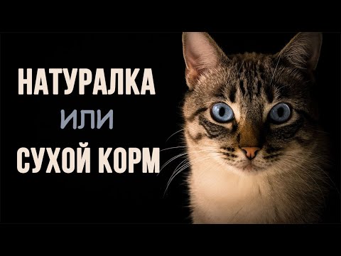 Видео: От этого выбора зависит жизнь кошки