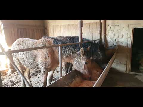 Видео: Жылқы бордақылау 2 айлык натиже 🔥#рек #лошади #рекомендации #animals #farming #cowhorse #кони