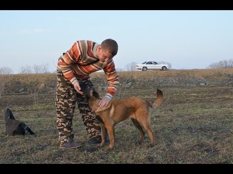 Видео: Выдержка на командах "Лежать","Сидеть","Стоять"