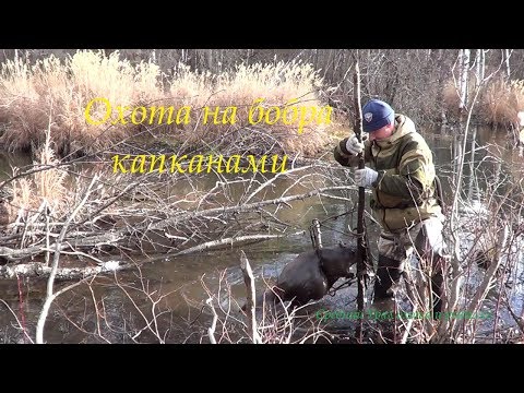 Видео: Охота на бобра капканами. Beaver hunt trapped.