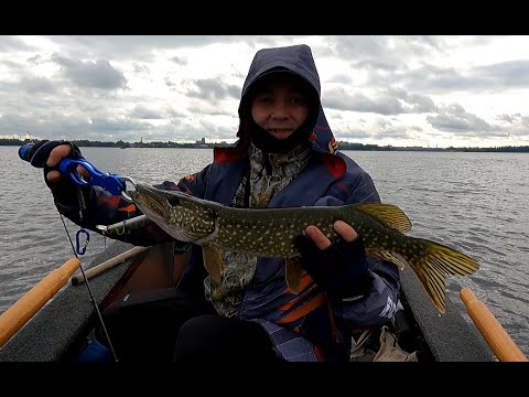 Видео: За щукой на водохранилище в сентябре. Тест daiwa steez A TW HLC.