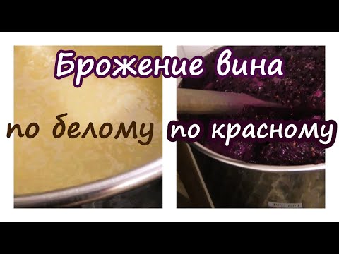 Видео: ДОМАШНЕЕ ВИНОДЕЛИЕ ПО ТЕХНОЛОГИИ /Процесс брожения по белому и по красному