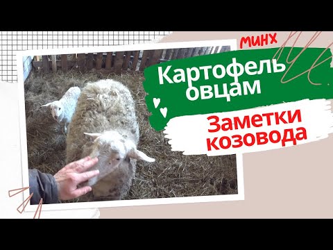 Видео: Можно ли давать картофель овцам