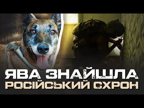 Видео: “ТАМ МОЖЕ БУТИ ПАСТКА”. ЯК КІНОЛОГИ “ОМЕГИ” ШУКАЮТЬ РОСІЙСЬКІ СХРОНИ НА ХАРКІВЩИНІ | ІРИНА САМПАН