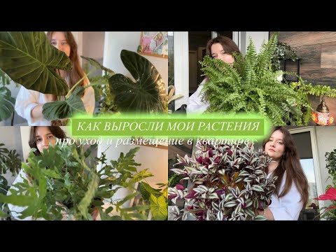 Видео: Растения, которые быстро выросли | про уход, грунт, размещение и интерес