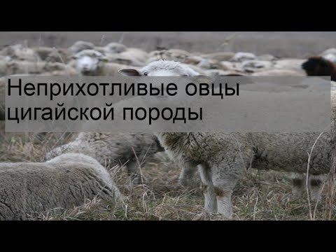 Видео: Неприхотливые овцы цигайской породы