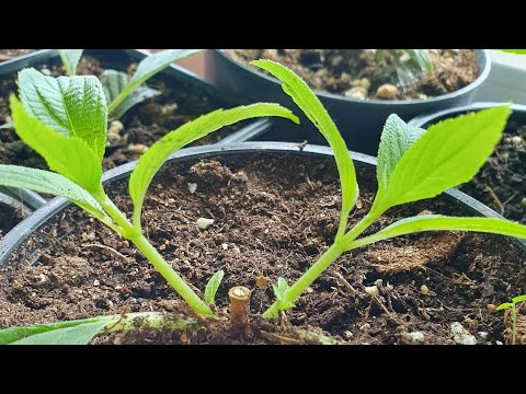 Видео: Черенкование продолжается...Обзор домашней теплицы!