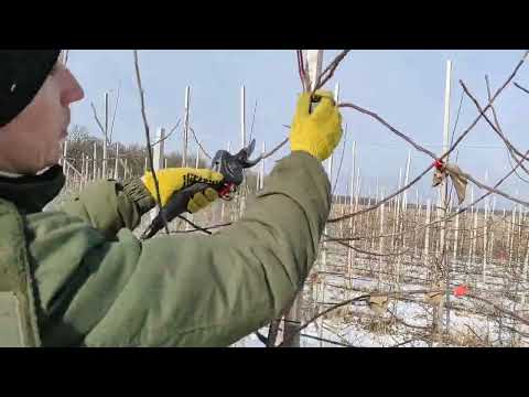 Видео: Обрізка інтенсивного саду.