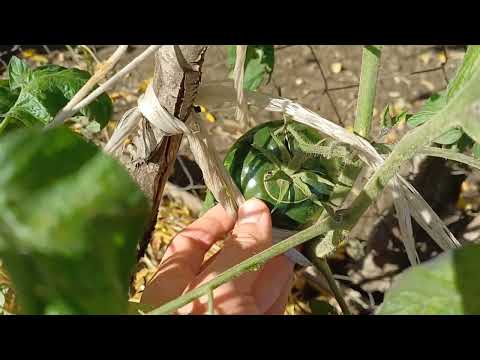 Видео: Выжил только один куст томатов. Сорт Микадо чёрный.