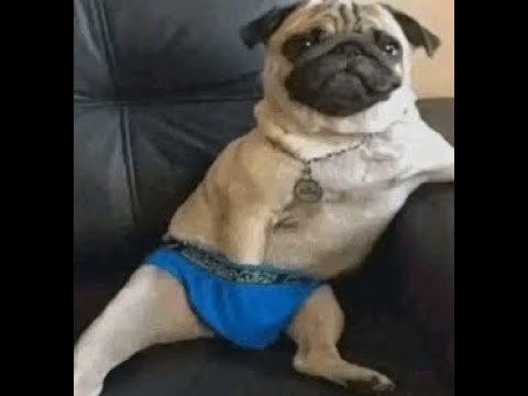 Видео: ГАЙД НА ЛИОНА ОТ ГЭЙЩАРКА!!!!