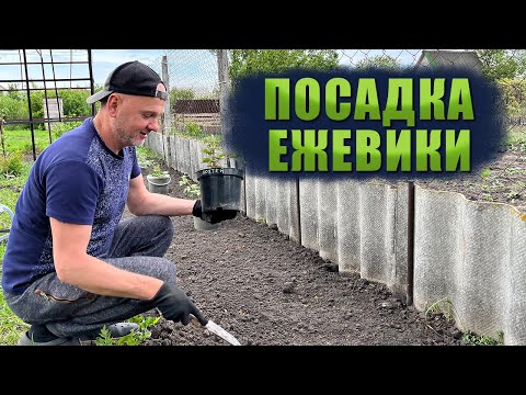 Видео: Правильная посадка ежевики