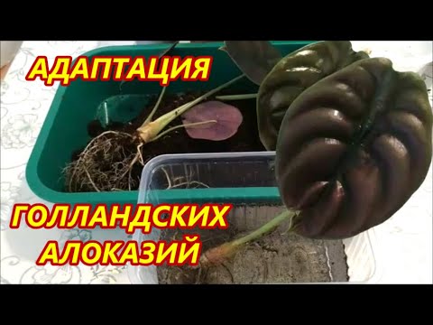 Видео: АДАПТАЦИЯ Голландских и Тайских АЛОКАЗИЙ