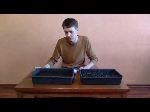 Видео: Пчеловодство. Павловния из семян ,посадка.