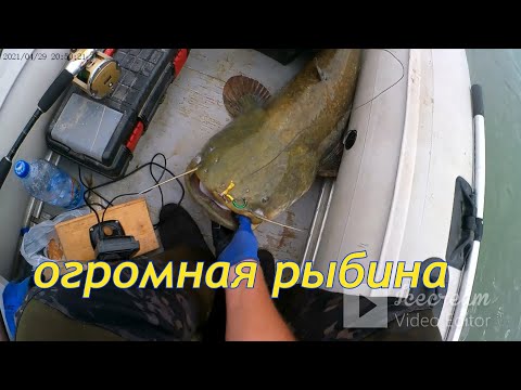 Видео: Крупный сом 56 кг на экране  Некоторые нюансы в работе с эхолотом