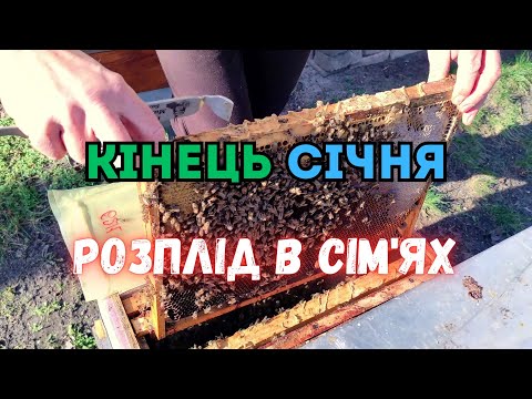 Видео: Кількість розплоду в сім'ях. Як проходить зимівля бджолиних родин на кінець січня 2025 року.