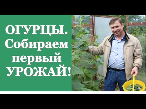 Видео: ОГУРЦЫ. Собираем первый УРОЖАЙ!