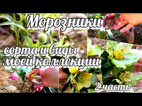 Видео: Морозник, сорта и виды моей коллекции. Уход/ Место посадки самых ярких первоцветов Часть 2