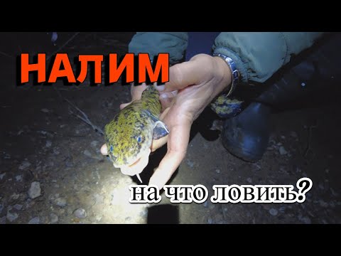 Видео: На что ловить налима?