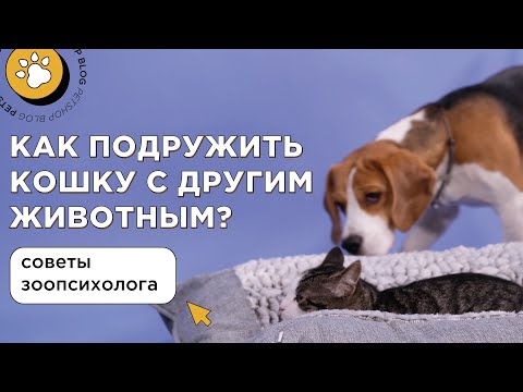 Видео: Как подружить кошку с другим питомцем? Советы зоопсихолога фелинолога.