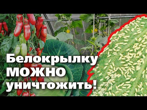 Видео: БЕЛОКРЫЛКА. ЧЕМ ОПАСНА, КАК НАЙТИ И ВЫВЕСТИ