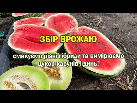 Видео: Збір врожаю, смакуємо різні гібриди та вимірюємо цукор кавунів і динь! 🍉🍈 Частина 1