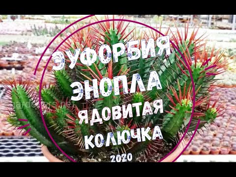 Видео: Эуфорбия Энопла -  ядовитая колючка / Euphorbia Enopla - Cute Poison Spike