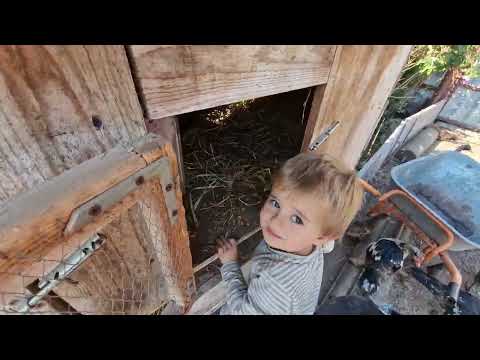 Видео: кормление кроликов) сколько осталось?