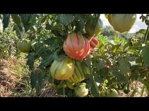 Видео: 🤔ЖДУ💥ПРИМОРОЗКИ//Когда сажать клубнику на маленьких участках огорода