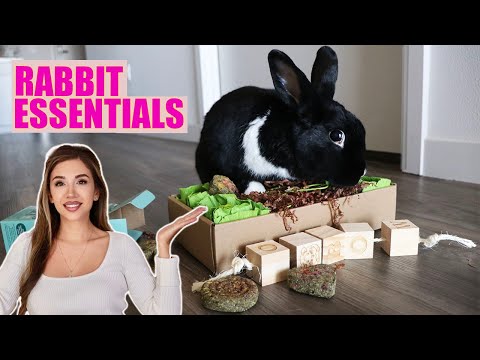 Видео: ВСЁ, ЧТО НУЖНО ДЛЯ КРОЛИКА | Полный стартовый набор