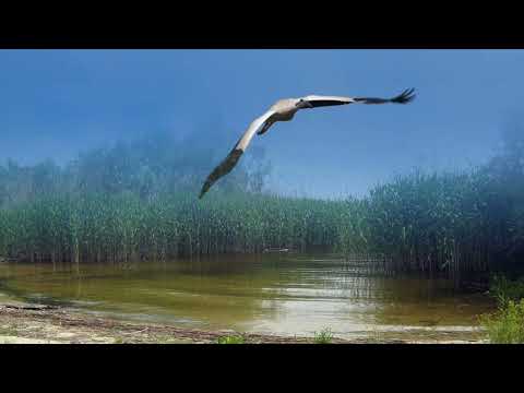 Видео: ЧАПАЕВКА