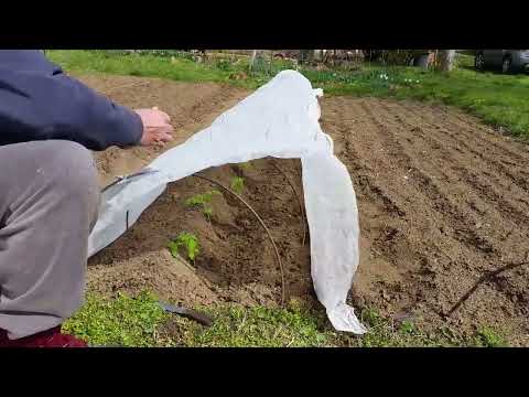 Видео: Засаждане на Домати и Краставици от кофички, на открито под тунел с Агрил.