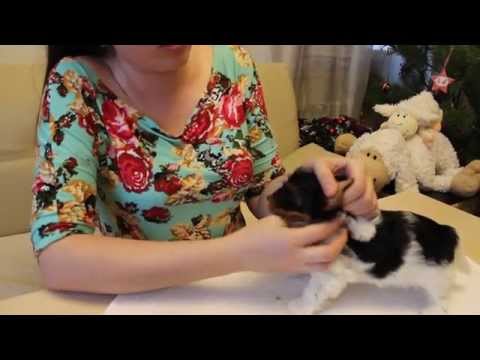 Видео: Уход за собакой.Гигиеническая стрижка собак.Бивер и уход за ним.Видео питомника Шоу Кураж г. Самара