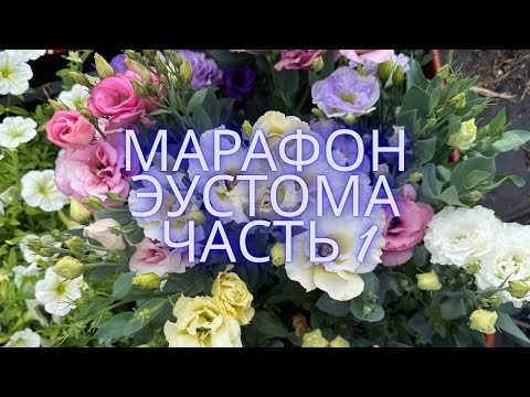 Видео: МАРАФОН по выращиванию ЭУСТОМЫ - подготовка, часть 1