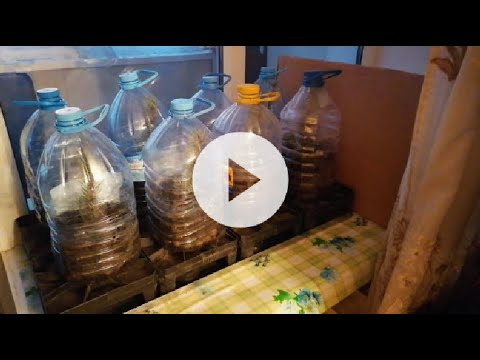 Видео: голубая ель от черенка до саженца 100% результат (Blue spruce from cuttings to seedlings)