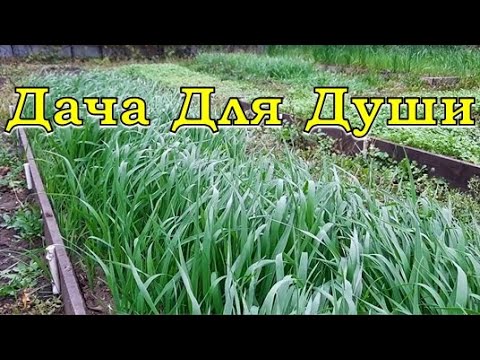 Видео: СИДЕРАТЫ: когда, какие сеять и как убирать?