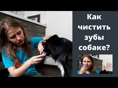 Видео: Чистка зубов собаке, 2 шаг. Дрессировка собаки