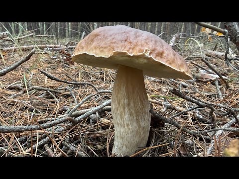 Видео: Величезна кількість білих грибів | відео від 8 листопада 2025 р. 