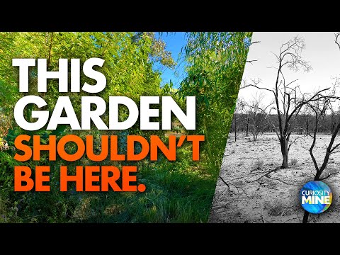 Видео: Настоящий оазис — синтропическое агролесоводство в Лайтнинг-Ридж, Новый Южный Уэльс, Австралия