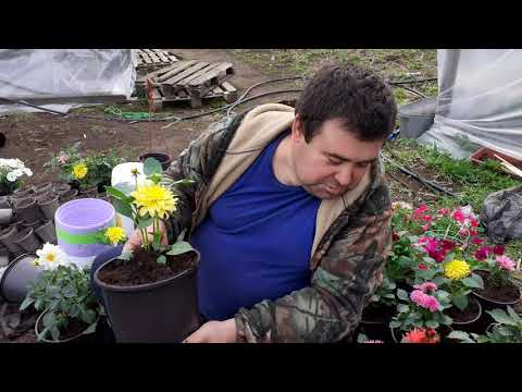 Видео: Пересадка георгин в горшки.