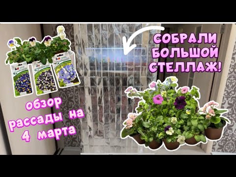 Видео: СТЕЛЛАЖ ДЛЯ РАССАДЫ.ОБЗОР РАССАДЫ НА 4 марта.
