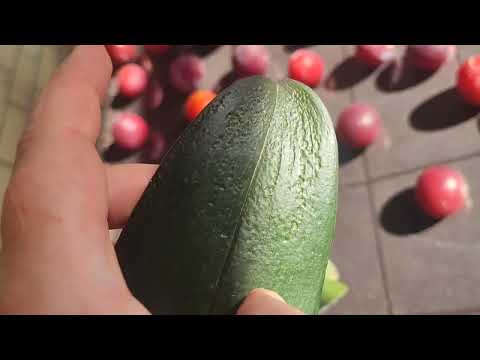 Видео: #орхидеи Что ждало меня после отпуска